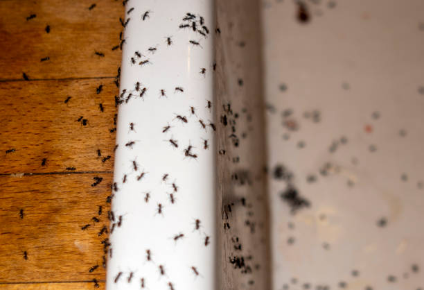 Best Best Pest Control Companies  in Gooding, ID